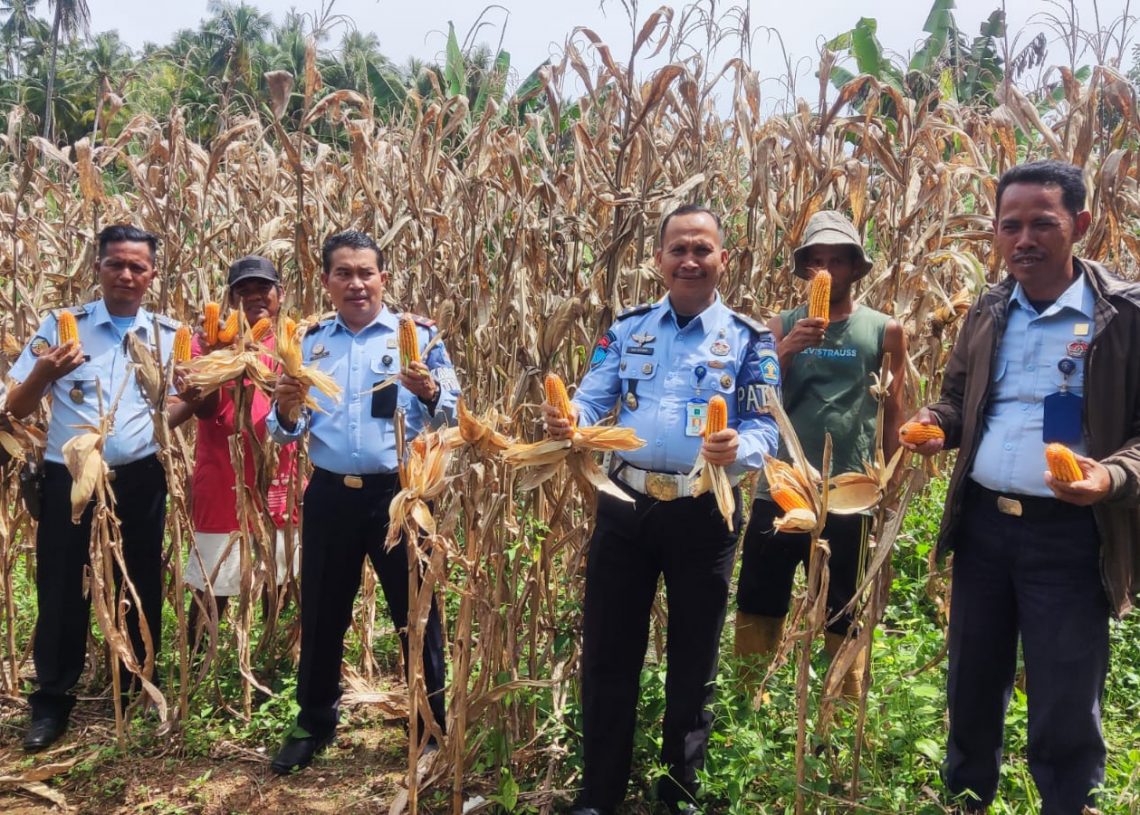 Lapas Klas II B Lubuk Basung Bersama Warga Binaan Panen Jagung