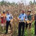 Lapas Klas II B Lubuk Basung Bersama Warga Binaan Panen Jagung