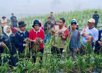 Satu-satunya di Sumbar, Komoditas Bawang Bombay di Kota Solok Mulai Panen Perdana