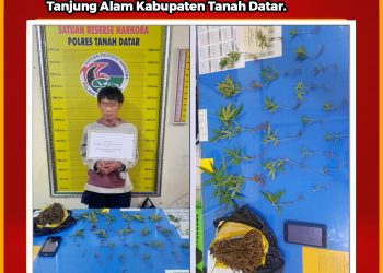 Miliki 1 Paket Ganja dan 21 Batang Pohon Ganja di Rumahnya, Pria di Tanjung Baru Diamankan Tim Tarantula Polres Tanah Datar