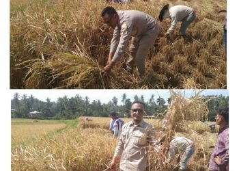 Jonnes Datuk Palang Kayo Goro Panen Padi Bersama Masyarakat untuk Pembangunan Masjid