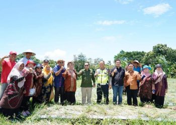 Bupati Eka Putra Panen Perdana Komoditi Bawang Merah Milik Kasat Lantas Polres Tanah Datar