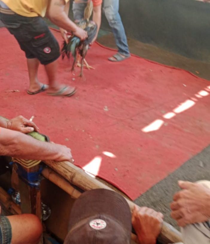 Dua Titik Lokasi Perjudian 303 di Kecamatan Pungging Mojokerto Kian Merajalela, Kapolres Wajib Tau