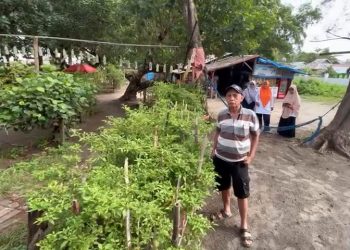 Roberia Apresiasi Inovasi Kreativitas Warga Pasir Pauh : Green Cafe Panen Cabe 60 Kilo, Ayo ke Sini