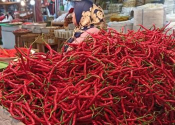 Pedas, Harga Cabai di Pariaman Capai Rp90 Ribu/Kg