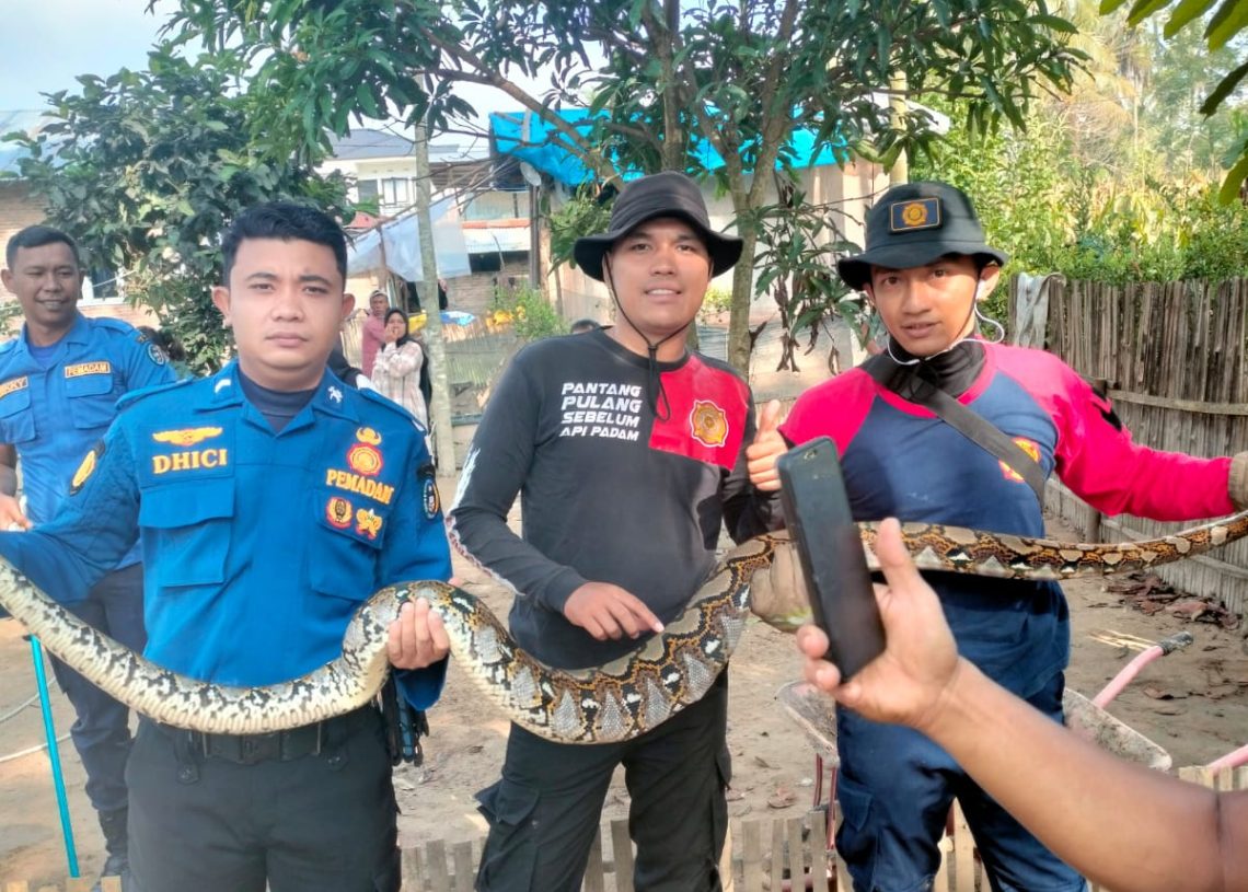 Ular Besar Gegerkan Warga Nagari Taram