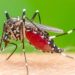 Warga RW 02 Cengkareng Barat Terjangkit Virus DBD