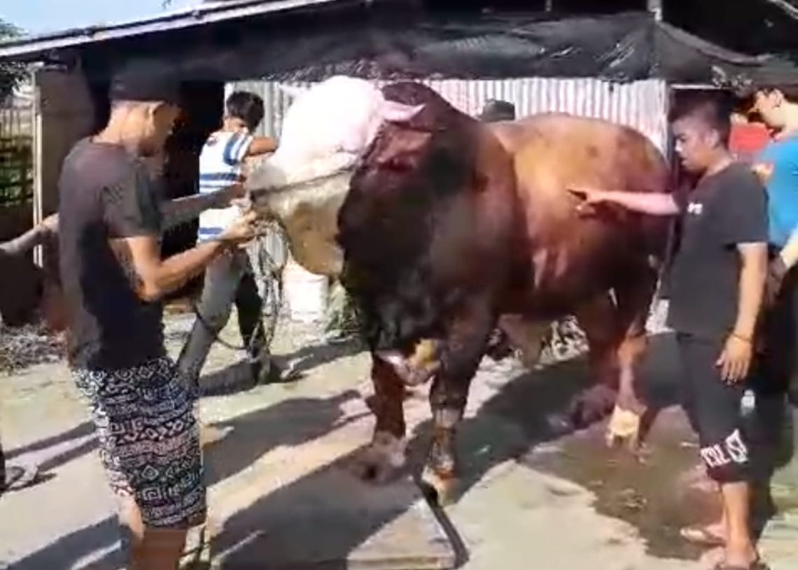 Pemko Bukittinggi Bantu Peternak Siapkan Sapi 1 Ton Lebih untuk Qurban Presiden
