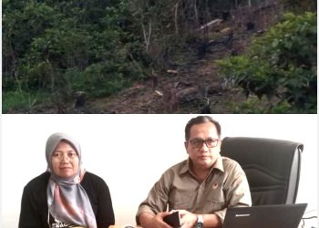 Miris, Penggundulan Hutan Pinus oleh Oknum di Kawasan Wisata Kapalo Banda Taram Bikin Aparat Tak Berdaya