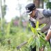 Kampanyekan Kepedulian Lingkungan, Wawako Solok Lakukan Susur Sungai dan Penanaman Pohon