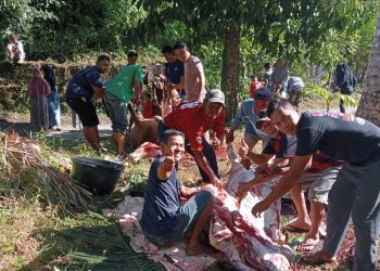 Distribusi Meningkat, Jemaah Mushola Nurul Falah Naras I Potong 3 Ekor Hewan Kurban