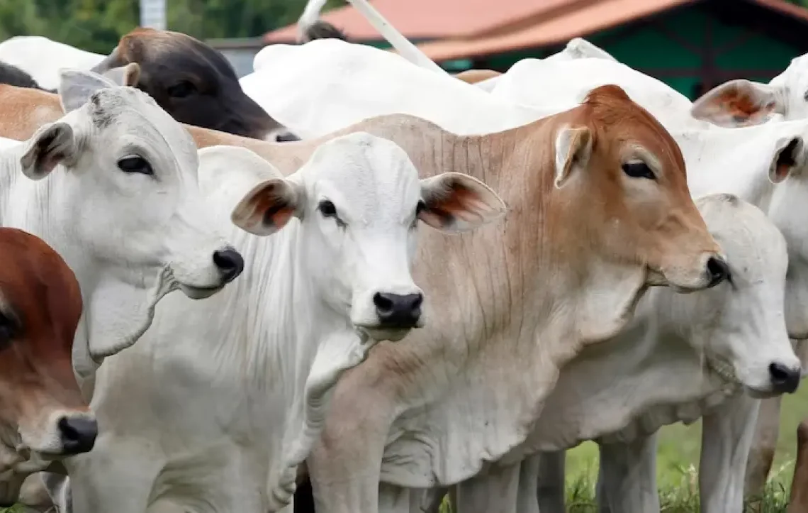 Antisipasi Sapi Qurban Lepas, Pemko Bukittinggi Bentuk Tim Rescue
