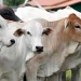 Antisipasi Sapi Qurban Lepas, Pemko Bukittinggi Bentuk Tim Rescue