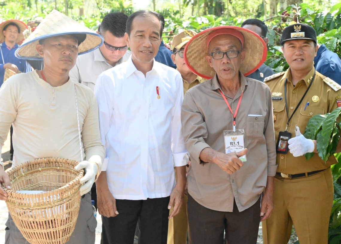 Lakukan Panen Raya Kopi Robusta di Lambar, Presiden Joko Widodo Minta Tingkatkan Produktifitas