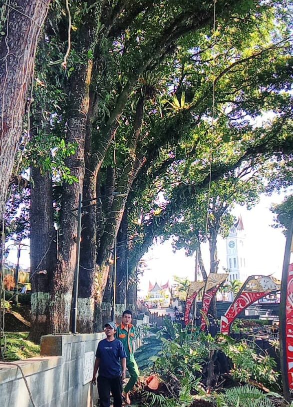 Demi Keamanan dan Kenyamanan, DLH Kota Bukittinggi Pangkas Pohon di Kawasan Taman Jam Gadang