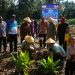 Program “ACIAK” SD Unggul Terpadu Padang Pariaman Didik Siswa Tanam 200 Bibit Pepaya Unggul