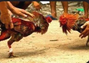 Perjudian Jenis Sabung Ayam dan Dadu Dawuhan Lumajang Tidak Tersentuh Hukum