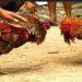 Perjudian Jenis Sabung Ayam dan Dadu Dawuhan Lumajang Tidak Tersentuh Hukum