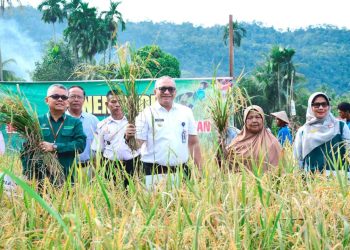 Pj Wako Andree Algamar Ikut Panen Padi di Kuranji