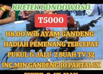 Perjudian Besar 303 Omset Ratusan Juta Desa Kretek Bondowoso Luput dari Hukum