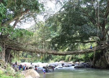 Sudah Bisa Dilewati, Pohon Tumbang di Objek Wisata Jembatan Akar Telah Dibersihkan