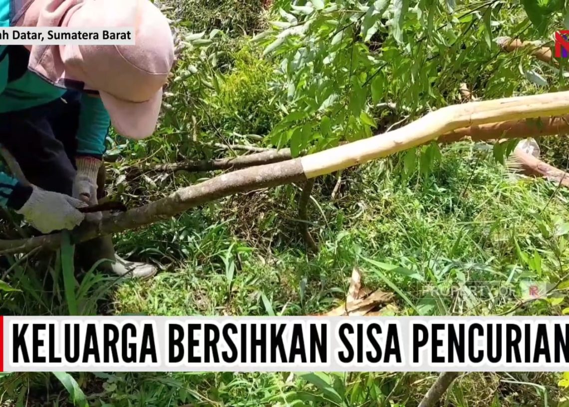 Falmizawati dan Keluarga Bersihkan Sisa Pencurian Kulit Manis, Berharap Pelaku Bisa Ditangkap