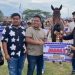 Kuda My Dream dan Subha Mutiara Hitam Stable Sawahlunto Raih Juara pada Walikota Payakumbuh Cup