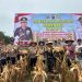 Dalam Mendukung Ketahanan Polri, Kapolres Dharmasraya Pimpin Panen Jagung Serentak Tahap I