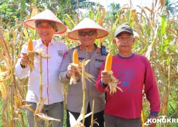 Panen Raya Jagung Serentak di Kabupaten Pessel, Kapolres dan Bupati Hadiri Kegiatan Bersejarah