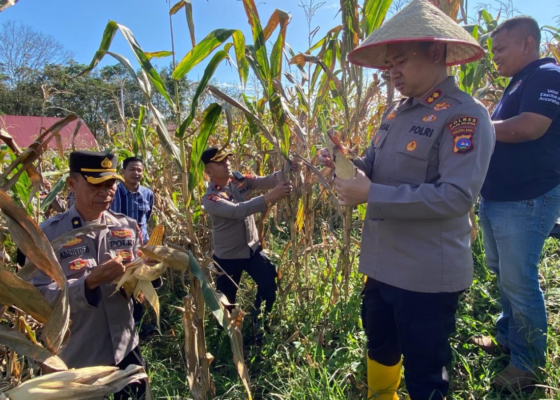 Dukung Program Ketahanan Pangan Nasional, Kapolres Solsel Faisal Perdana Gelar Panen Jagung Bersama