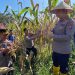 Dukung Program Ketahanan Pangan Nasional, Kapolres Solsel Faisal Perdana Gelar Panen Jagung Bersama