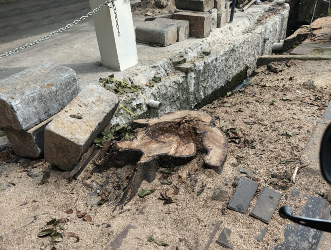 Penebangan Pohon Pelindung di Cengkareng Barat Picu Reaksi Warga dan Aktivis Lingkungan