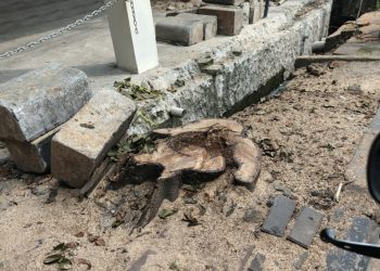 Penebangan Pohon Pelindung di Cengkareng Barat Picu Reaksi Warga dan Aktivis Lingkungan