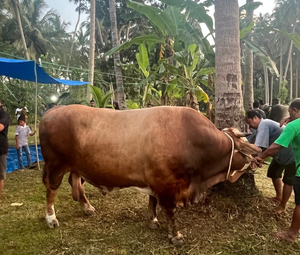 Idul Adha Berbagi, CV BMK Family Group Sebarkan Bantuan 33 Sapi Kurban