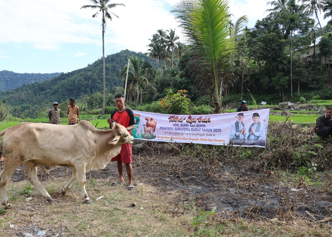Gubernur Mahyeldi Serahkan Sapi Qurban untuk Masyarakat Kabupaten Solok
