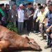 Ponpes Minangkabau Terima Bantuan Sapi Kurban Presiden, Diserahkan Wagub Vasko