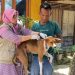 10 Warga Jadi Korban Gigitan Anjing Rabies di Nagari Anduriang
