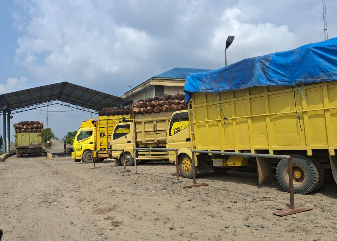 Tetes Air Mata dari Tandan Sawit: Skema Pemotongan TBS dan Nestapa bagi Petani