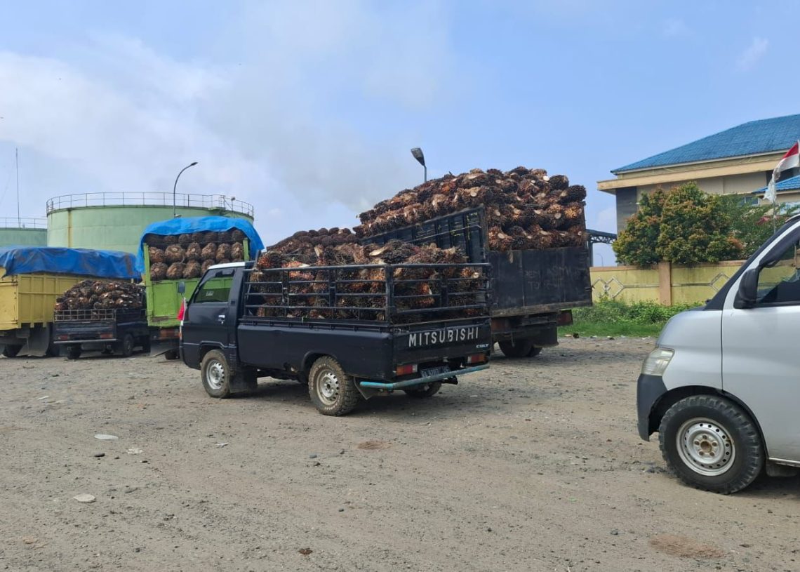 Petani Keluhkan Pemotongan Harga TBS dan Pungutan di Pabrik PT DSL