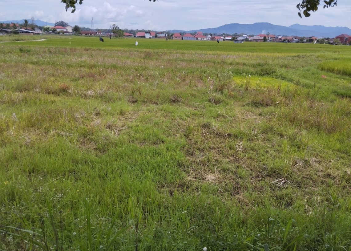 Kampuang “Sumua” Kerontang, Sawah dan Sumur Warga Alami Kekeringan