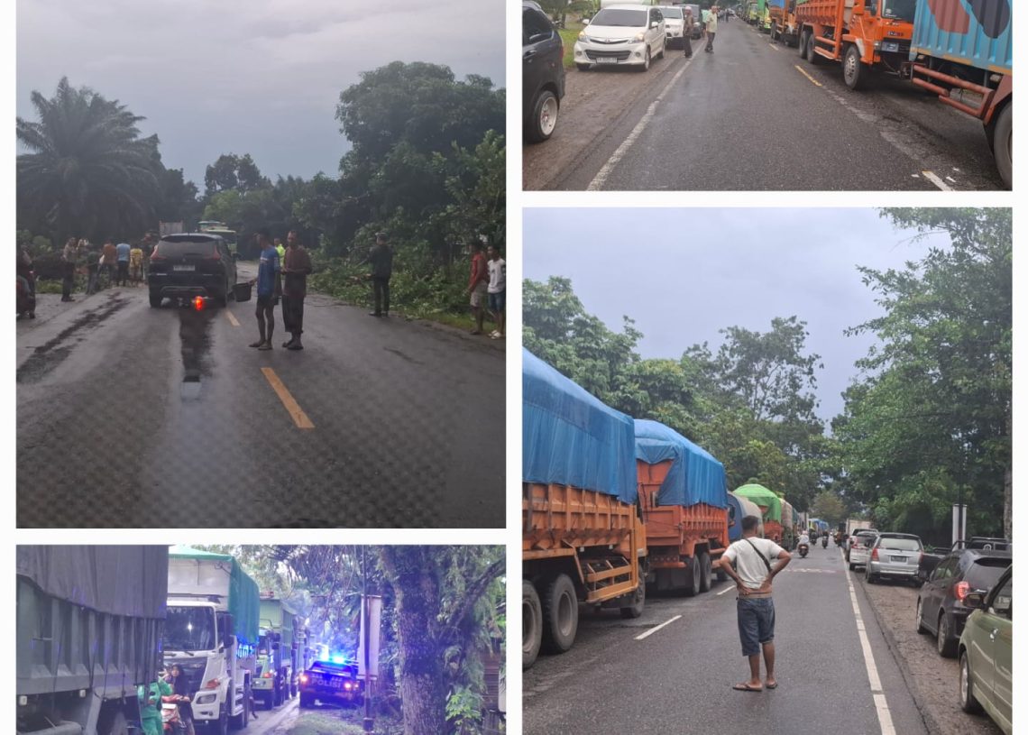 Hujan Badai Mengamuk Menggugurkan Raksasa Tua, Jalan Lintas Sumatera Tersedak Macet