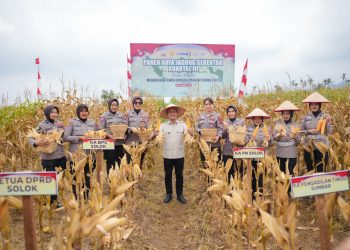 Bupati Solok Hadiri Panen Raya Jagung Serentak Kuartal III di Sukarami