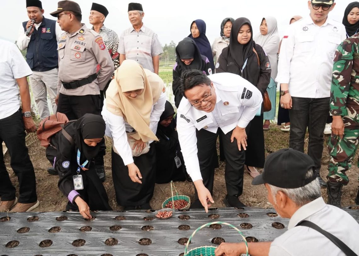 Wabup Ahmad Fadly Tanam Bibit, Nagari Cubadak Bertekat Menjadi Sentra Bawang Merah