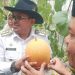 Panen Perdana Melon, Bupati : Petani Harus Melek