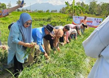 Bupati Eka Putra Apresiasi Panen Bawang Merah