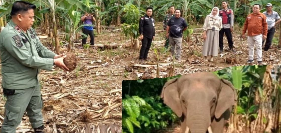 Gajah Liar Hantui Warga, Rusak Lahan Perkebunan