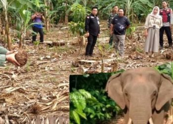 Gajah Liar Hantui Warga, Rusak Lahan Perkebunan