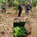 Gajah Liar Hantui Warga, Rusak Lahan Perkebunan