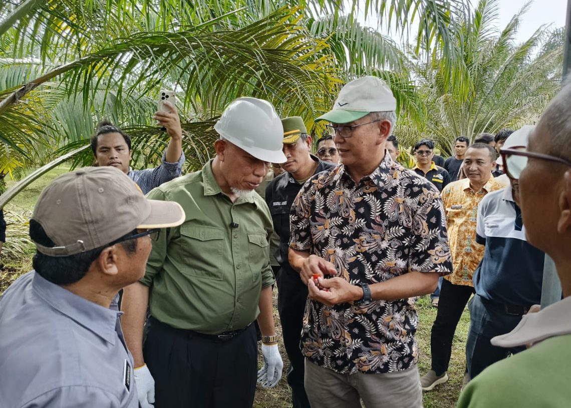 Program Replanting Sawit di Sumbar Mulai Menunjukkan Hasil, Petani di Agam Panen Perdana