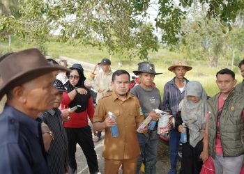 Serangan Hama Tikus Meresahkan Petani, Pemkab Solok Gelar Gerakan Pengendalian